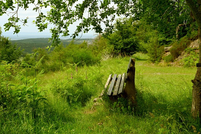 犹他爵士队 犹他爵士队